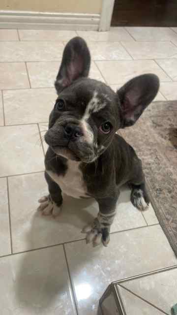 .44 French Bulldog pup 
